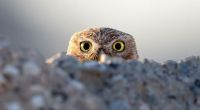 TopRq.com search results: owl birds