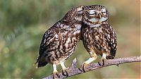 Fauna & Flora: owl birds