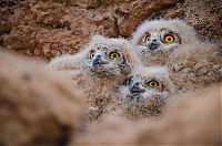 TopRq.com search results: owl birds