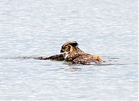 Fauna & Flora: Swimming owl by Steve Spitzer, Lake Michigan, Loyola Park, Chicago, United States