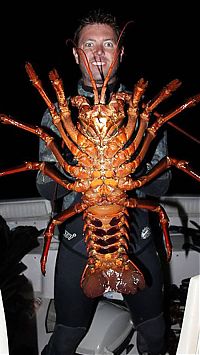 Fauna & Flora: Giant lobster crustacean by David Galante