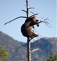 Fauna & Flora: bear climbing on the tree