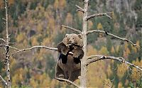 Fauna & Flora: bear climbing on the tree
