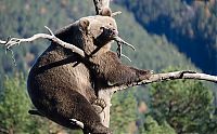 TopRq.com search results: bear climbing on the tree