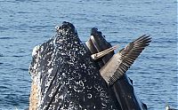 Fauna & Flora: whale eats pelican bird