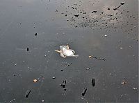 Fauna & Flora: saving duck from a frozen lake