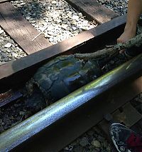 TopRq.com search results: rescuing turtle from railroad tracks