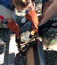 TopRq.com search results: rescuing turtle from railroad tracks