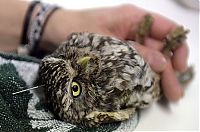 TopRq.com search results: owl with an acupuncture
