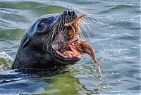 Fauna & Flora: seal having an octopus dinner