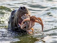 Fauna & Flora: seal having an octopus dinner