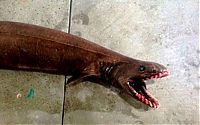 TopRq.com search results: Xenacanthus prehistoric shark, Lakes Entrance, Victoria, Australia