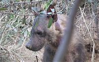 TopRq.com search results: rescuing hyena cubs