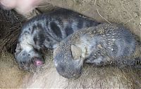 TopRq.com search results: rescuing hyena cubs