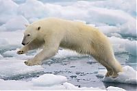 Fauna & Flora: polar bear photography