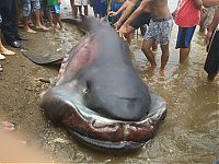 Fauna & Flora: Megamouth shark, Barangay Marigondon, Cavite, Calabarzon, Philippines