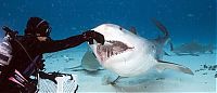 Fauna & Flora: shark mouth close-up