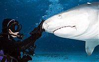 Fauna & Flora: shark mouth close-up