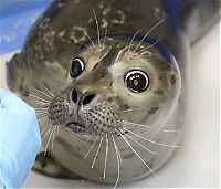 Fauna & Flora: Bryce, blind baby seal, Alaska SeaLife Center, Seward, Alaska, United States