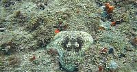 Fauna & Flora: octopus camouflage