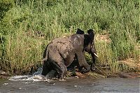 Fauna & Flora: elephant with its trunk grabbed by crocodile