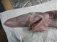 TopRq.com search results: Goblin shark catch, Green Cape, New South Wales, Australia, South Pacific Ocean