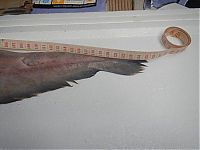 TopRq.com search results: Goblin shark catch, Green Cape, New South Wales, Australia, South Pacific Ocean
