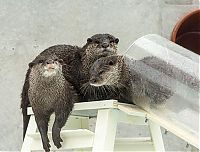 Fauna & Flora: Otter Finger Touch exhibit, Keikyu Aburatsubo Marine Park Aquarium, Misaki, Miura, Kanagawa, Japan