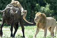 Fauna & Flora: lioness hunting buffalo while lion mating