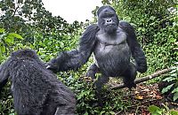 TopRq.com search results: gorilla punched a photographer