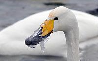 TopRq.com search results: rescuing swan with a frozen beak