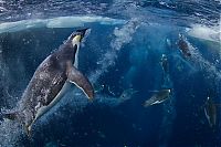 Fauna & Flora: Wildlife photography by Paul Nicklen
