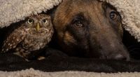 Fauna & Flora: owl and dog friends