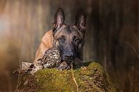 Fauna & Flora: owl and dog friends