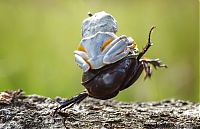 Fauna & Flora: frog riding a beetle
