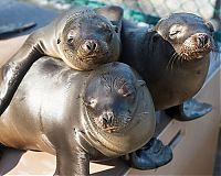 Fauna & Flora: rescuing young sea lion pups