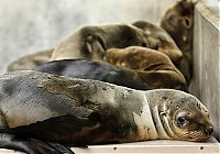 Fauna & Flora: rescuing young sea lion pups