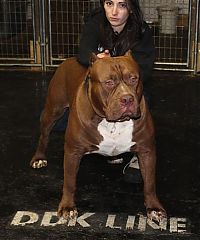 TopRq.com search results: huge pit bull terrier