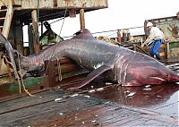 Fauna & Flora: giant basking shark catch