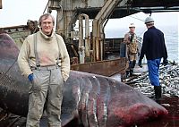 Fauna & Flora: giant basking shark catch