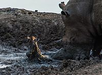 Fauna & Flora: rhino saved a small zebra from the mud