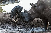 Fauna & Flora: rhino saved a small zebra from the mud