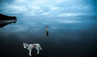 Fauna & Flora: Siberian Husky on a frozen lake