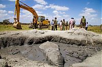 Fauna & Flora: rescue of an elephant stuck in mud