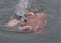 Fauna & Flora: Harbor seal against a giant octopus, Ogden Point, Victoria, British Columbia, Canada