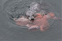 Fauna & Flora: Harbor seal against a giant octopus, Ogden Point, Victoria, British Columbia, Canada