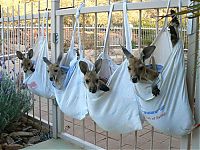 Fauna & Flora: orphaned baby kangaroos