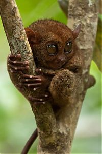 TopRq.com search results: philippine tarsier
