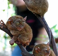 TopRq.com search results: philippine tarsier