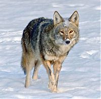 Fauna & Flora: wild coyote with a toy